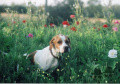 Pedigree TESS DU RUISSEAU DES ESTELLES Pedigree TESS DU RUISSEAU DES ESTELLES